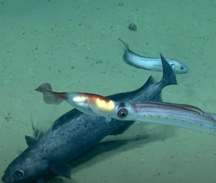 Imagen de un cañon submarino en las profundidas del mar